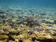 Sea turtle and coral reef