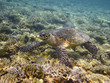 Sea turtle and coral reef