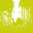 Auerhahn im Wald