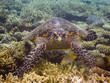 Sea turtle and coral reef