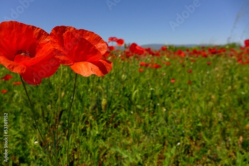 Photo: Coquelicot en Provence Coquelicot en Provence