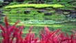 focusing from flowers to pond in park