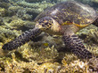 Sea turtle and coral reef
