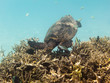 sea turtle eating something