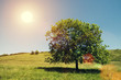 tree in bright sun