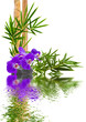 Foto: composition tropicale, orchidée, bambou composition tropicale, orchidée, bambou