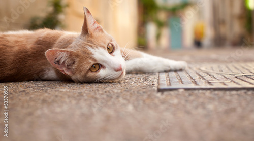 Photo: Jeune chat dans une ruelle d'Arles Jeune chat dans une ruelle d'Arles