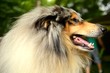 Photo: chien colley chien colley