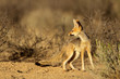 canvas print picture Cape fox (Vulpes chama), Kalahari desert