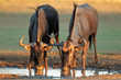 canvas print picture Blue wildebeest drinking, Kalahari desert