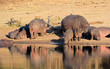 canvas print picture Hippo family resting outside the water