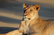 Photo: Resting lioness, Kalahari desert Resting lioness, Kalahari desert