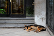 Foto: Stray street dog sleeping in front of a city building Stray street dog sleeping in front of a city building