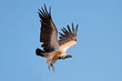 White-backed vulture in flight