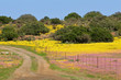 Photo: Wild flower landscape, Namaqualand Wild flower landscape, Namaqualand