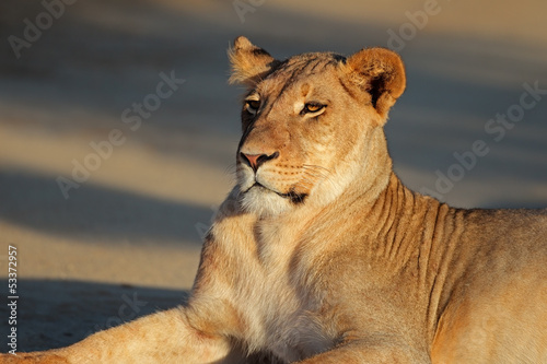 Photo: Resting lioness, Kalahari desert Resting lioness, Kalahari desert