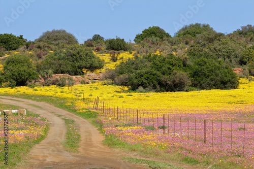 Photo: Wild flower landscape, Namaqualand Wild flower landscape, Namaqualand