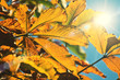 sunlight leaves