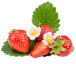 Den Sommer genießen: Frisch gepflückte Erdbeeren