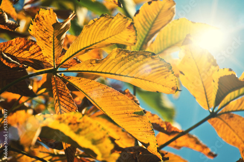Photo: sunlight leaves sunlight leaves