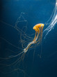 Jellyfish