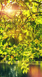 sunlight through leaves