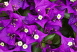 Photo: Bougainvillea purple flowers Bougainvillea purple flowers