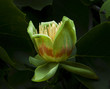Photo: American tulip tree (Liriodendron tulipifera) in blossom American tulip tree (Liriodendron tulipifera) in blossom