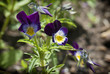 Photo: Purple and white viola flowers Purple and white viola flowers