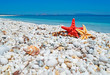 shell by the shore