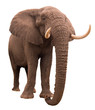 Photo: Elephant Elephant
