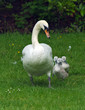 Swan and Cygnets