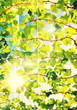 sunshine vines