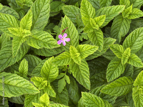 Photo: Mint Mint