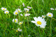 Spring Meadow With Golden Daisies.