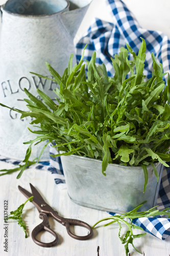 Photo: Arugula. Arugula.