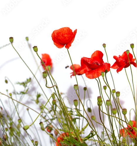 Photo: Isolated red poppies Isolated red poppies