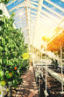 sunlight greenhouse