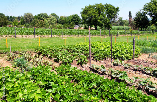 Photo: Vegetable garden Vegetable garden