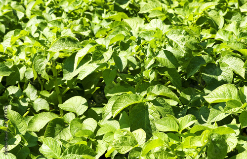 Photo: Potato in the garden Potato in the garden