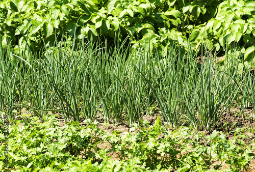 Photo: Vegetable garden Vegetable garden
