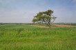 Single Tree