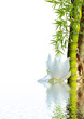 bambou asiatique et lotus blanc