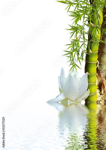 Fototapeta bambou asiatique et lotus blanc