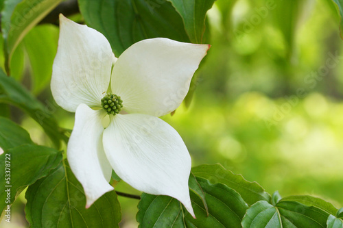 Photo: Japanese Flowering Dogwood - ヤマボウシ Japanese Flowering Dogwood - ヤマボウシ