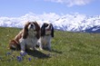 Cavalier-king-Charles en vacances