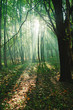 Sun rays between trees in forest