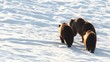 Video: bears, spring bears, spring
