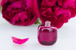 Peony flowers fragrance