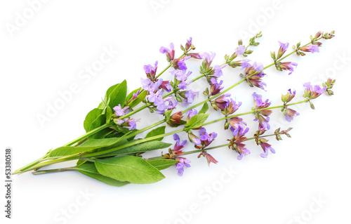 Photo: The Common Sage (Salvia officinalis). The Common Sage (Salvia officinalis).